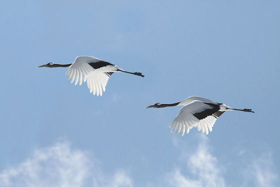 bird_japan_15