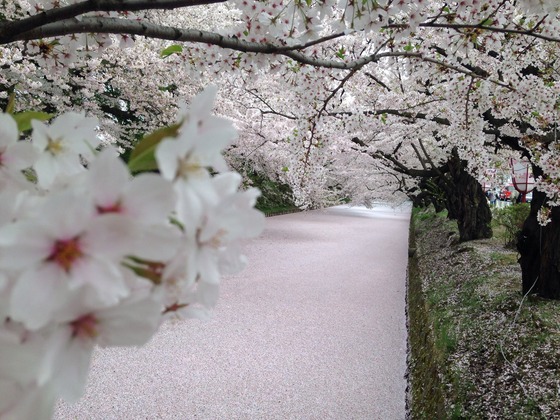 hirosaki_sakura3