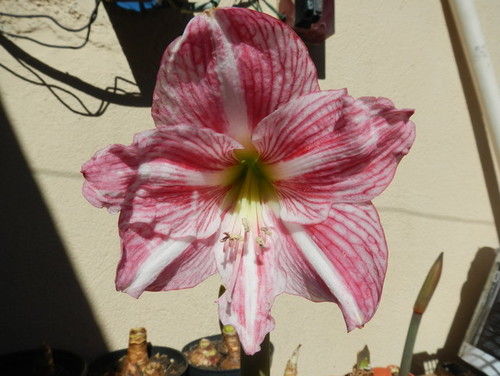 Amaryllis1