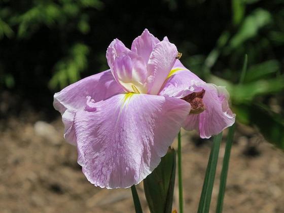 00436