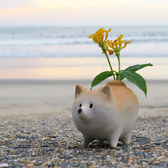 shibainu_15