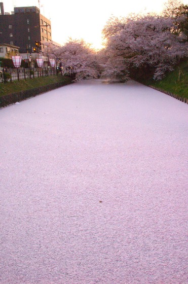 hirosaki_sakura