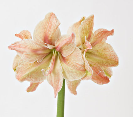 Amaryllis32