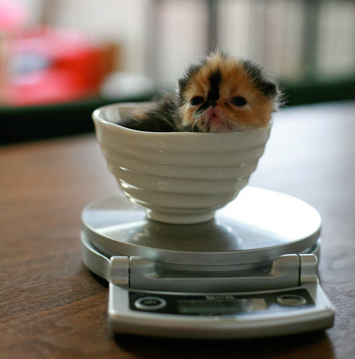 animal_celeb_japan2