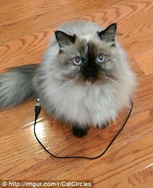 cat_circle9