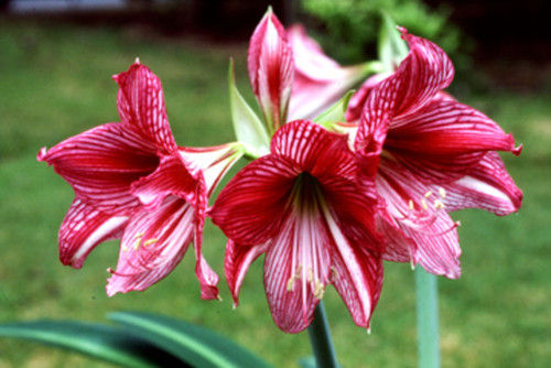 Amaryllis27