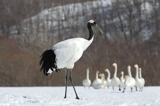 bird_japan_14