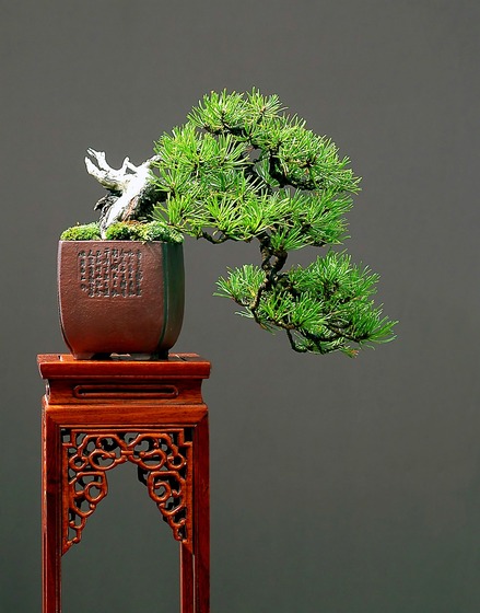 bonsai_style_6