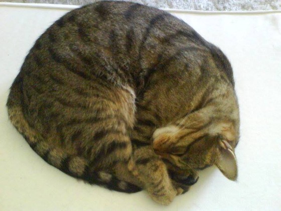 vell_cat_7