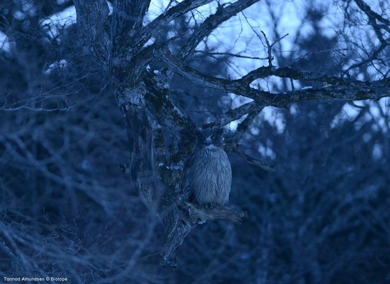bird_japan_39