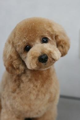 poodle_japanstyle_trim_15