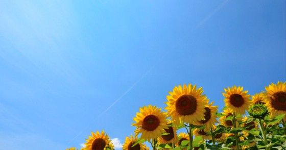 japan_summer_sound