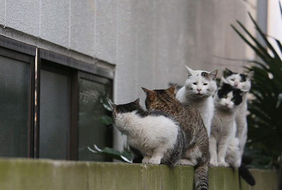 japanese_stray_cat_3