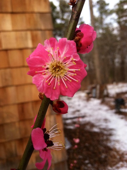ume_5