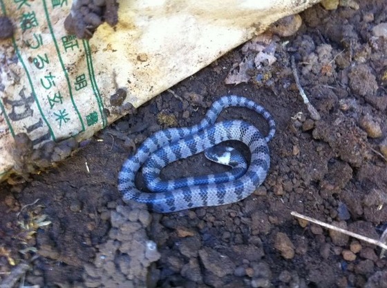 snake_8