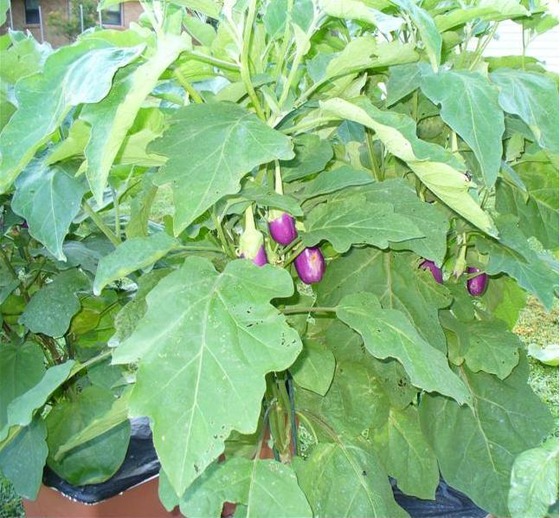 eggplant_3