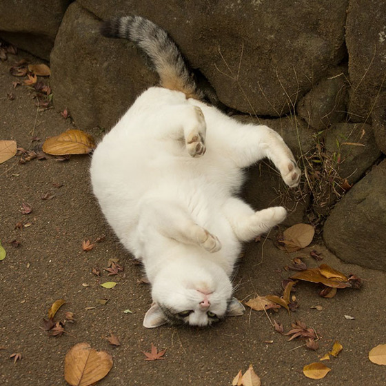japanese_stray_cat_16