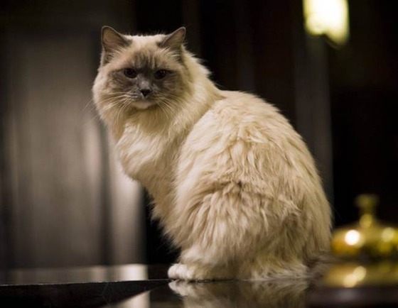 catland_9_3