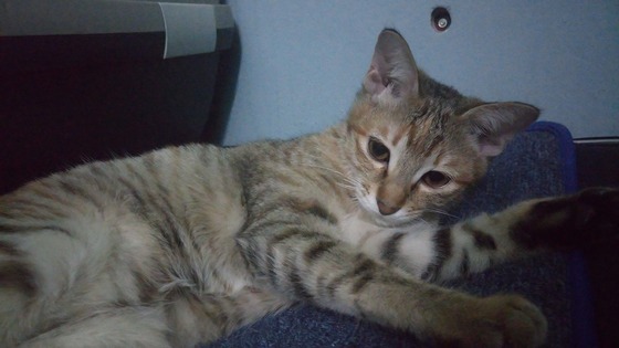 vell_cat_9