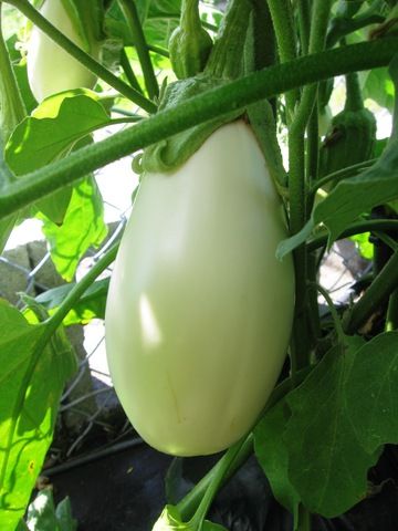 eggplant_4