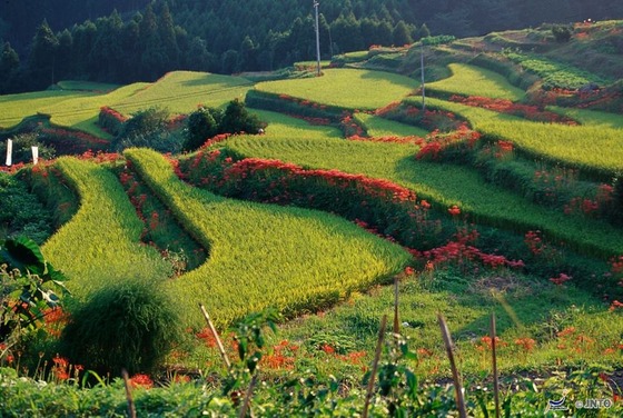 japan_fallscene7