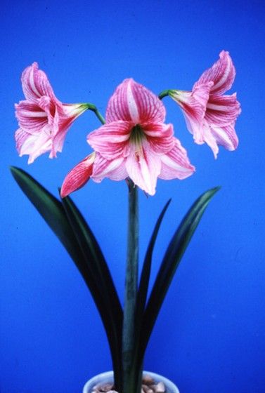 Amaryllis28