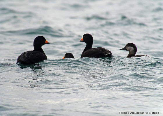 bird_japan_18