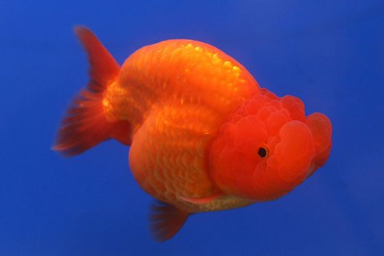 ranchu