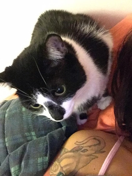 vell_cat_8