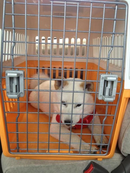 japanesedog_4