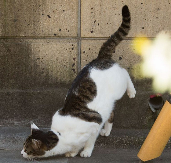 japanese_stray_cat_44
