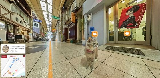 cat_street_view_1