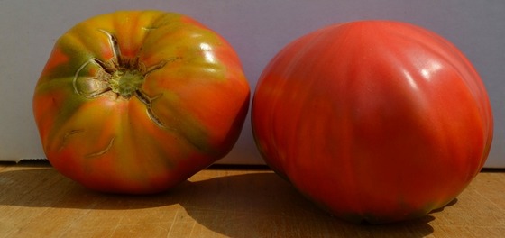 tomato_10