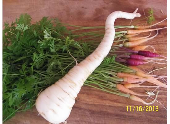 grow_daikon5