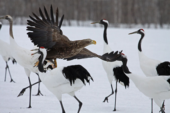 bird_japan_4