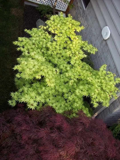 maple_12