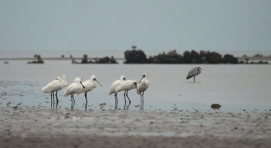 bird_japan_25