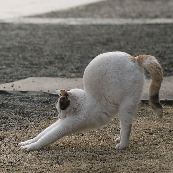 japanese_stray_cat_29