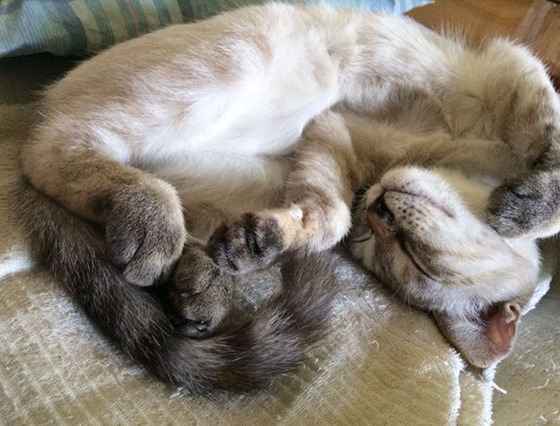 vell_cat_3