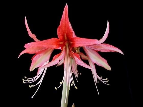 Amaryllis35