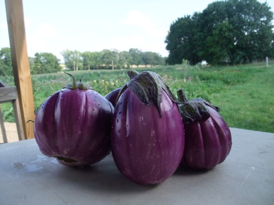 eggplant_8