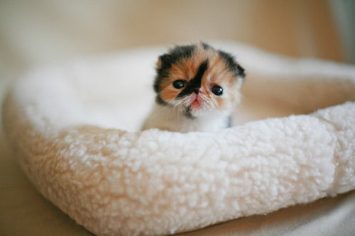 animal_celeb_japan3