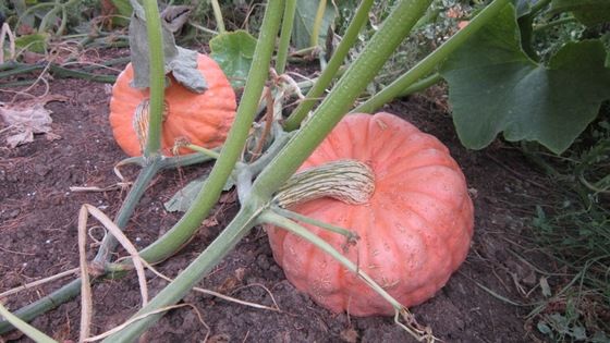 pumpkin_4
