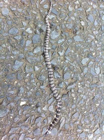 snake_1