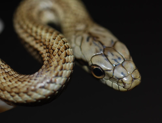 ratsnake_8