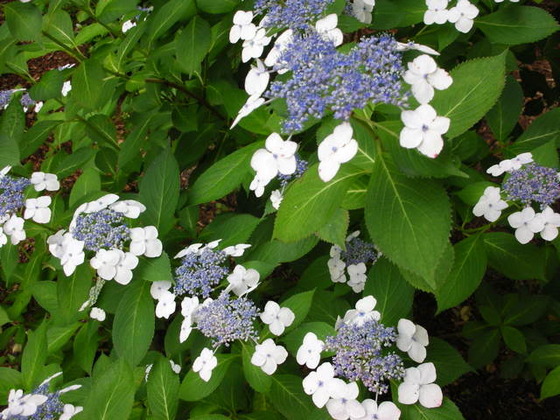 Hydrangea_9