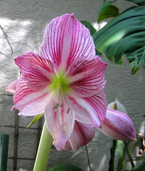 Amaryllis17