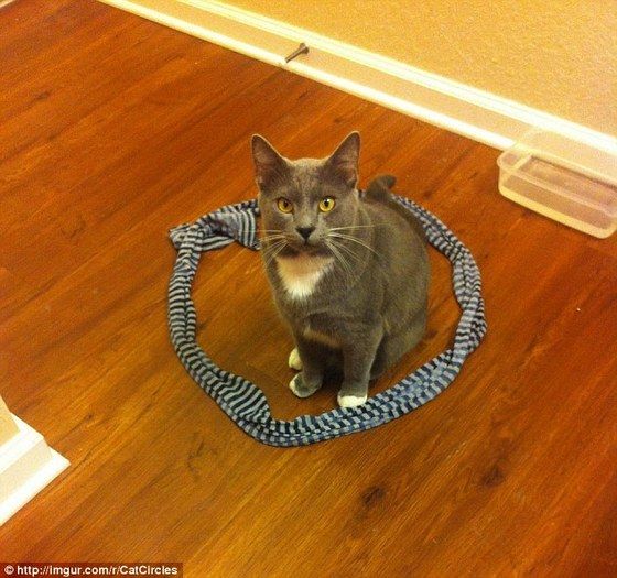cat_circle11