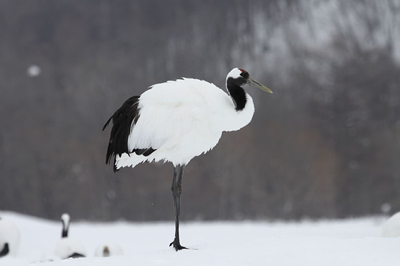 bird_japan_2