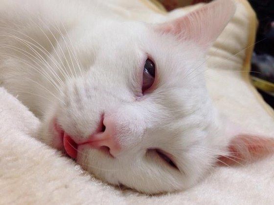 2014_cats_1_2